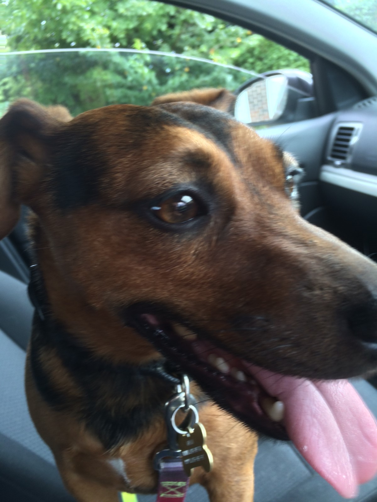 After seeing the vet