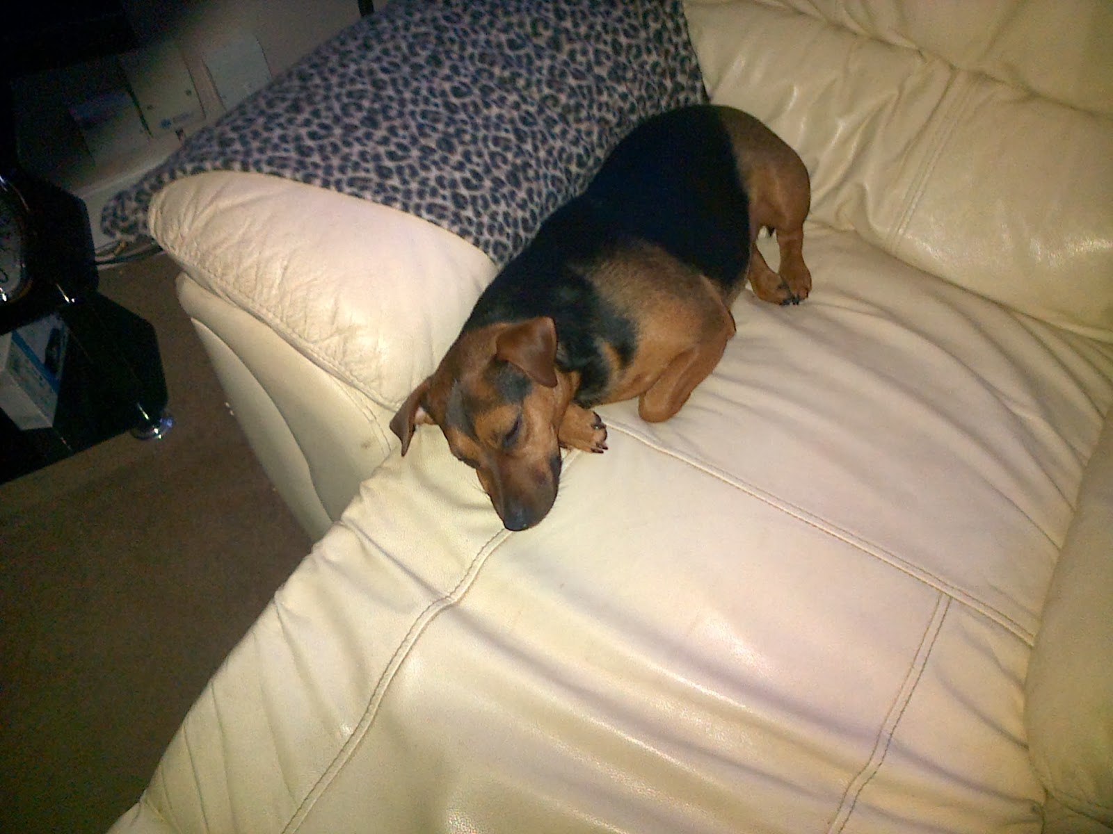 Mini asleep in Daddy's chair