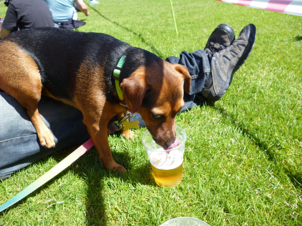 Drinking Beer