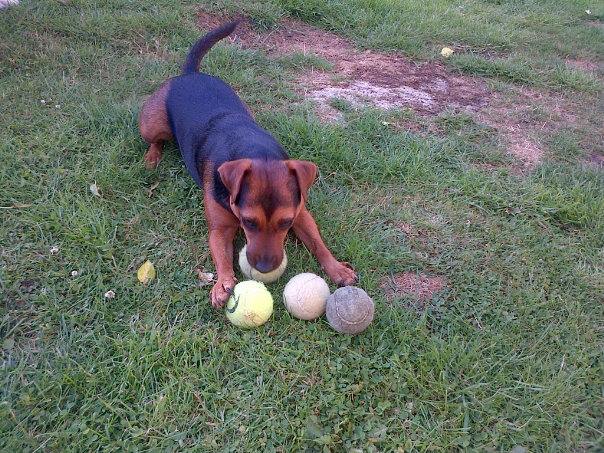 This is me playing Fetch