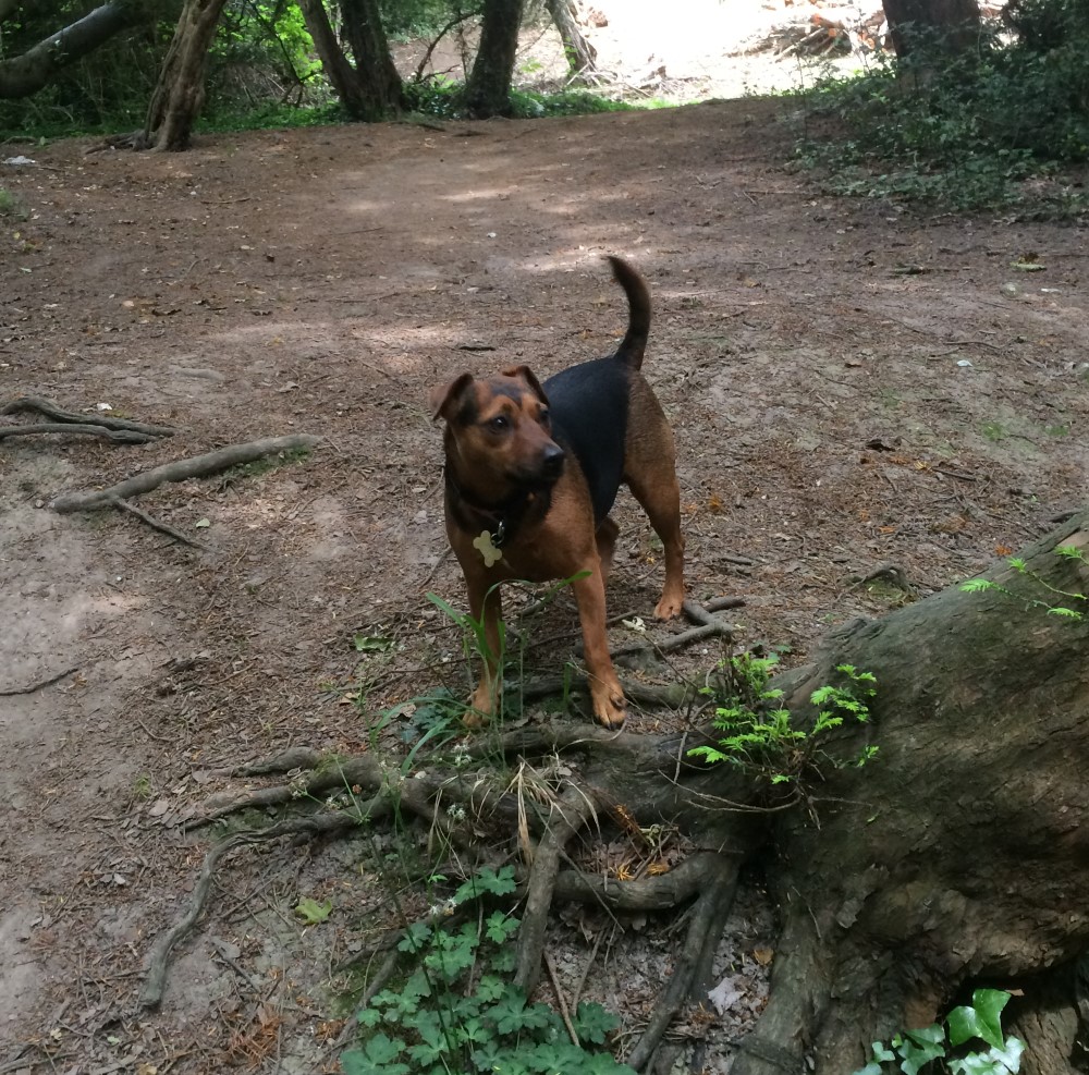 Hunting Squirrels