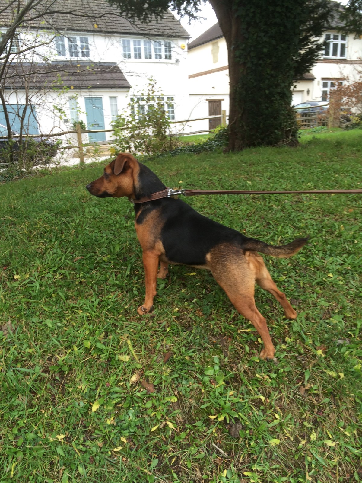 Looking for squirrels