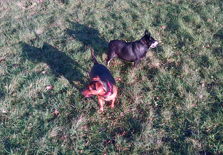 In the Donkey Field with Foofy