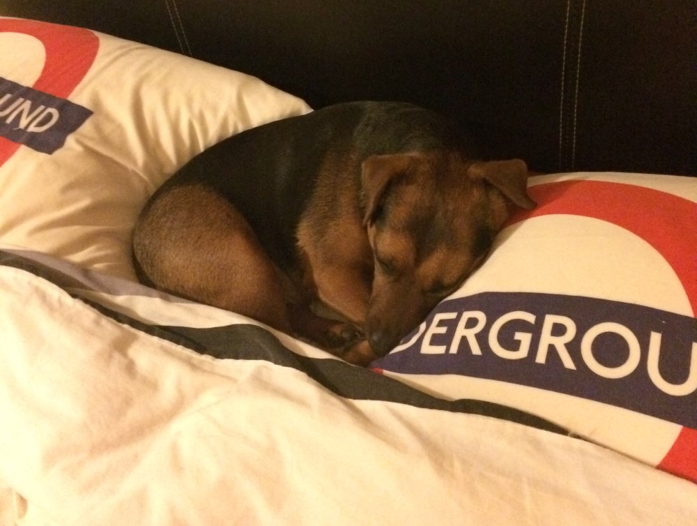 Nesting In Pillows