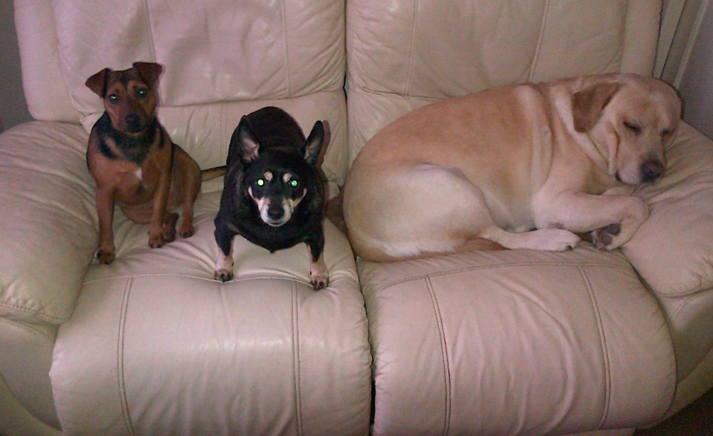 New Family