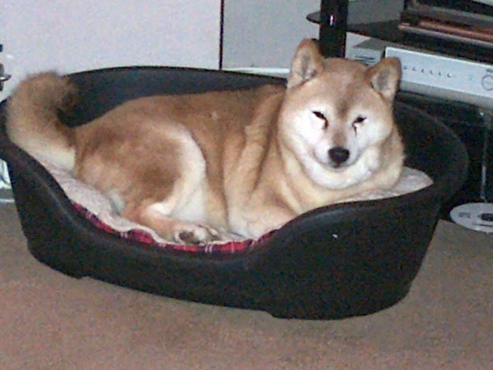 Rosie in bed