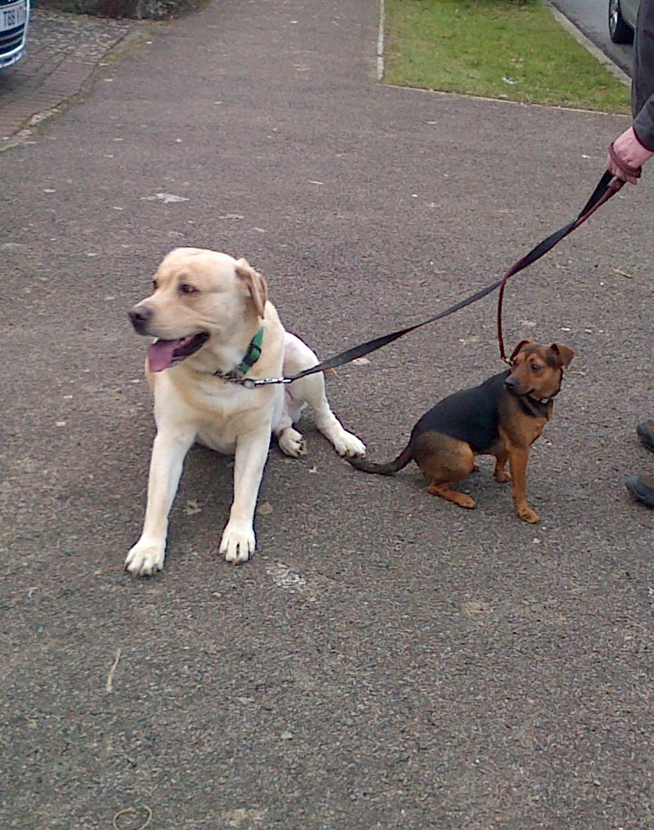 Walking with Buster